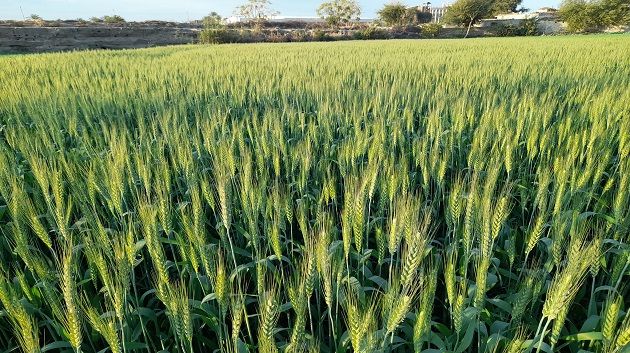 نابل: تقدم موسم الحبوب رغم بطء التزود بالأسمدة‎