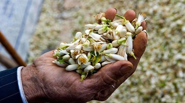 نابل: انطلاق موسم جني الزهر