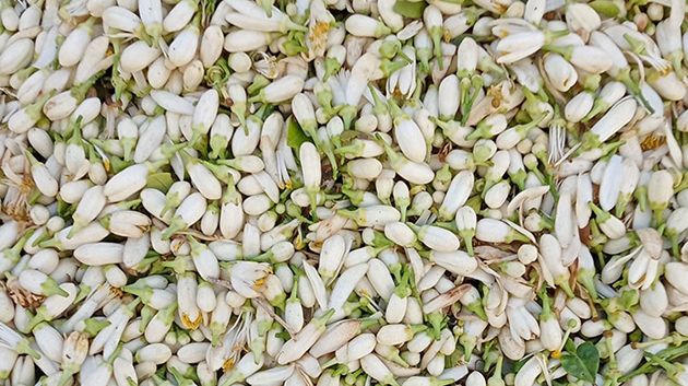 نابل: انطلاق موسم جني الزهر