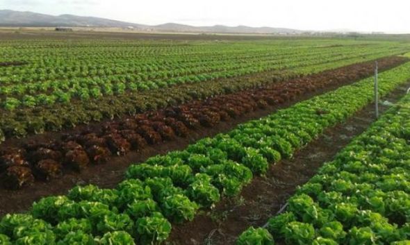 سوسة: المصادقة على 56 ملف استثمار في القطاع الفلاحي