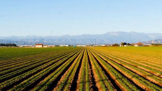 تقدّم موسم البذر في الزراعات الكبرى بنسبة 87 %