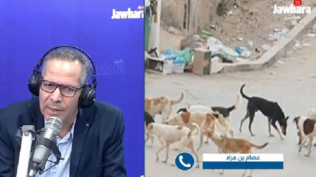 كلاب سائبة تنهش سيّدة بكورنيش حمام الأنف: التفاصيل