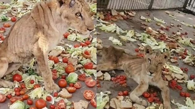 حقيقة صور الخس والطماطم في قفص أسد حديقة عرباطة (فيديو) 