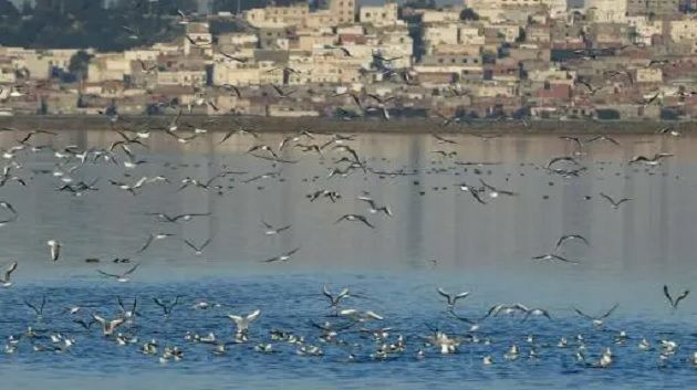 والي تونس يدعو مرّبي النحل لأخذ الاحتياطات إثر رشّ مبيدات فوق سبخة السيجومي