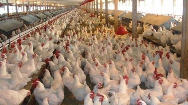 منوبة: حجز 880 كلغ من الدجاج الحيّ  