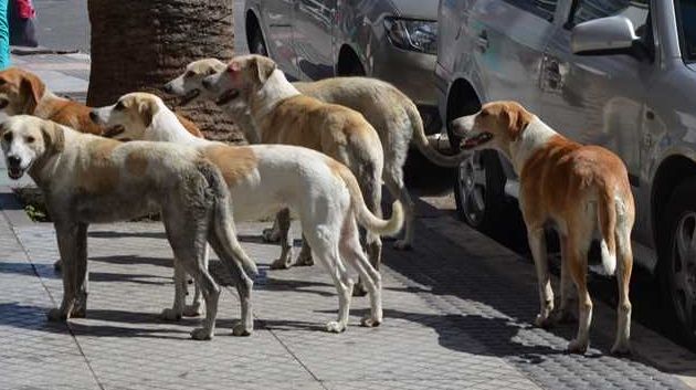 مبادرة تشريعية لحماية الحيوانات تعود إلى الواجهة