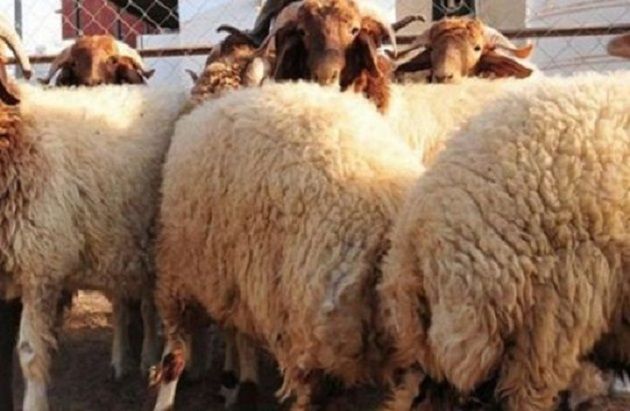 وزير التجارة يعلن الشروع في إجراءات توريد الأضاحي