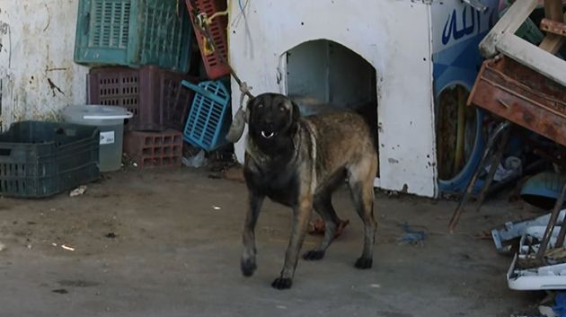 ماهو مصير 'كلب' مستودع المنستير؟ محامي جمعية 'رحمة' يُوضّح (فيديو)