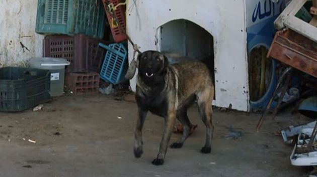 المنستير: القضاء يُقرّر تسليم الكلب 'المحتجز' بالمستودع إلى جمعية 'رحمة'