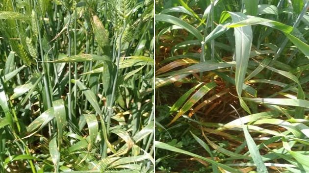 بعد رصد أمراض فطرية في حقول القمح: وزارة الفلاحة تدعو للإسراع بالمداواة