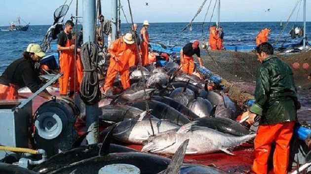 وزارة الفلاحة تعلن عن تنظيم حصص صيد التن الأحمر لموسم 2026