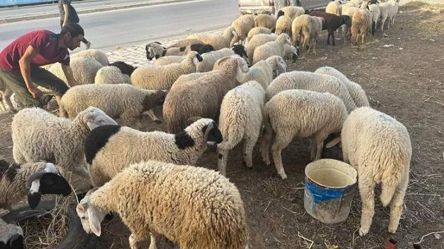 بلدية الفحص تحدد توقيت سوق الدواب وتفرض إجراءات صارمة