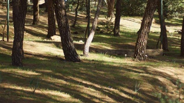 المهدية: التعرّف على هوية رفات عُثر عليها في غابة