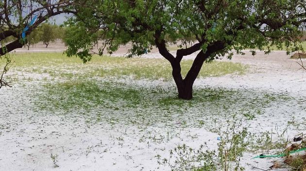 القصرين: تساقط البرد يُلحق أضرارا ببعض الزراعات الفصلية