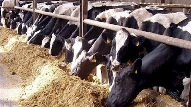 رئيس دائرة الانتاج الحيواني بسوسة: العجول المصابة بالسلّ مُهرّبة