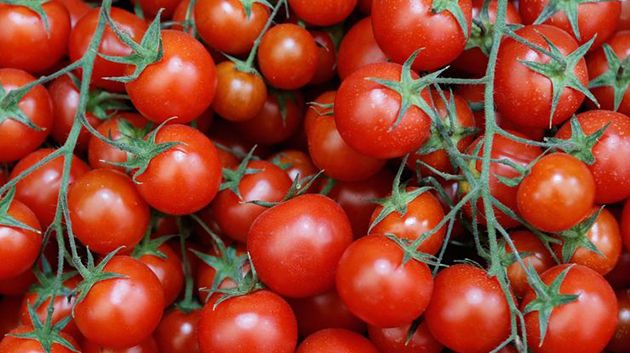 ارتفاع جنوني لأسعار الطماطم: رئيس نقابة الفلاحين يوضّح الأسباب (فيديو)