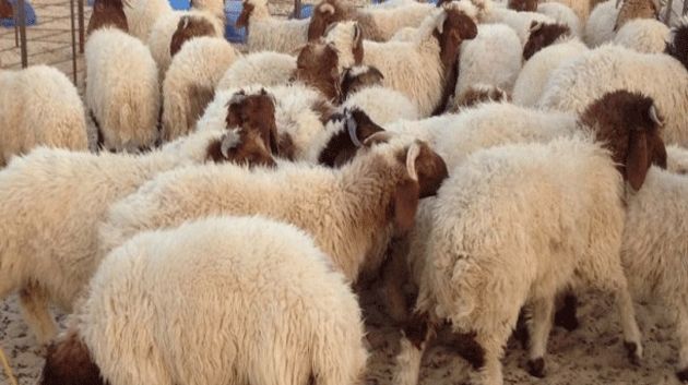 سوسة: توفر  50 % من حاجيات الأضاحي