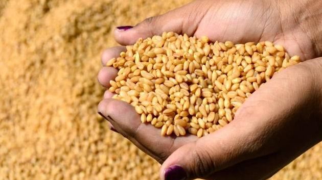 التوصل لإنجاز التسلسل الجيني الكامل لصنفين من القمح الصلب التونسي