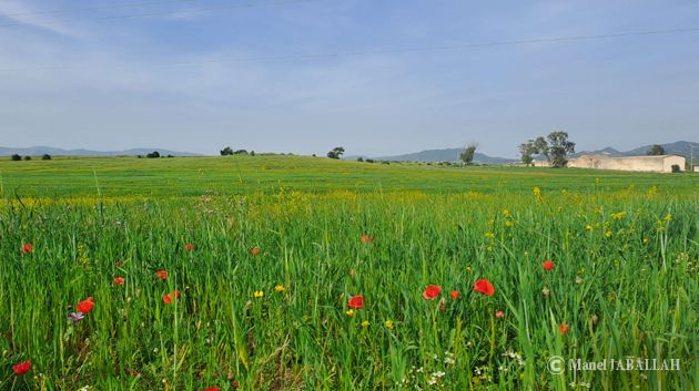 اليوم ارتفاع طفيف في درجات الحرارة