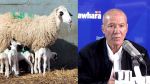 عبد الله الصّحراوي: 'توريد النعاج ضروري لإنقاذ قطاع تربية الماشية' (فيديو)
