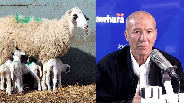 عبد الله الصّحراوي: 'توريد النعاج ضروري لإنقاذ قطاع تربية الماشية' (فيديو)