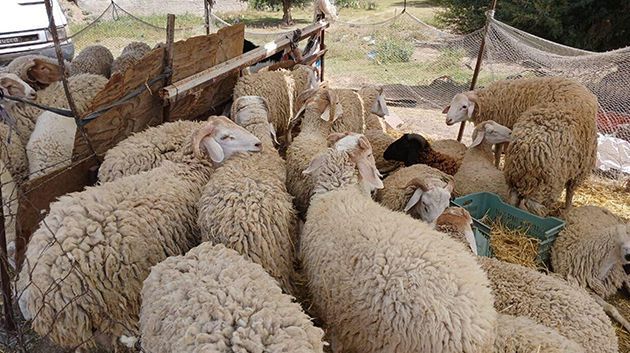 القيروان: نقص ملحوظ في العرض بسوق الأضاحي والأسعار في ارتفاع  