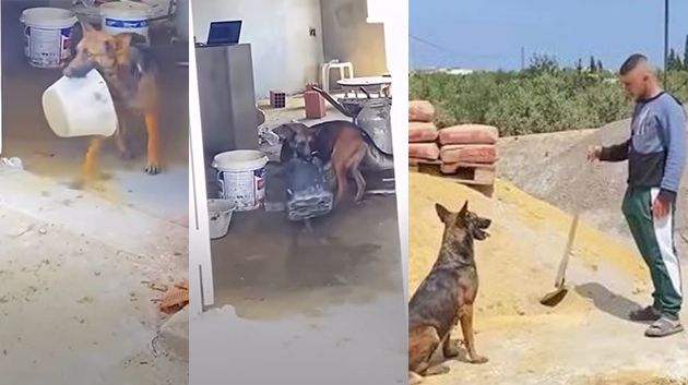 صاحب فيديو كلبة تقوم بأشغال البناء: 'درّبتُ رعبوشة بجهود ذاتيّة' (فيديو)