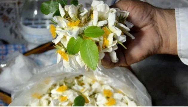 تأجيل الدورة 40 لمهرجان النسري بزغوان 