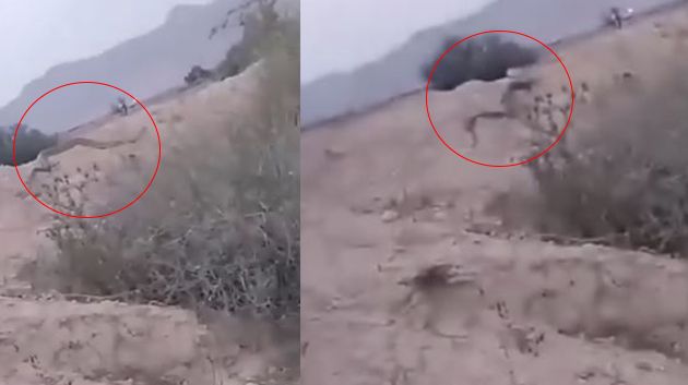 أفعى عملاقة تُثير الذعر في سيدي بوزيد: التفاصيل (فيديو)
