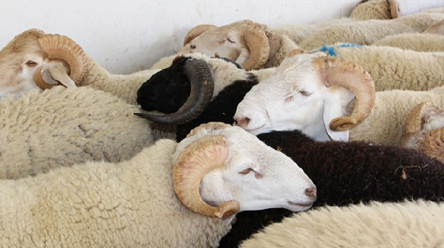 القصرين: الاستعداد لإحداث أوّل نقطة لبيع أضاحي العيد بالميزان