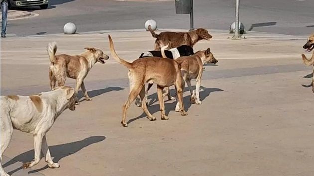 بلدية تونس: جمع الكلاب السائبة يتم وفق بروتوكول وليس بطرق عشوائية