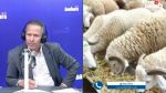 رئيس نقابة الفلاّحين ببنزرت: 'أطبّاء ومحامون يستثمرون في بيع العلّوش'