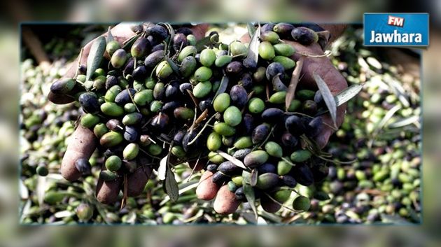 عائدات ب1139 مليون دينار من صادرات زيت الزيتون