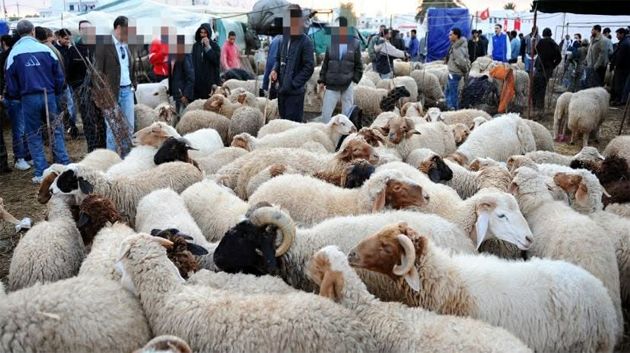 القلعة الكبرى: تخصيص نقطة بيع وحيدة للأضاحي