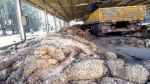 دعوة المواطنين إلى إنجاح الحملة الوطنية لجمع جلود أضاحي عيد الأضحى