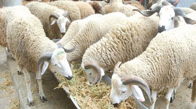 بن عروس: توفر أضاحي العيد بالكميات المطلوبة