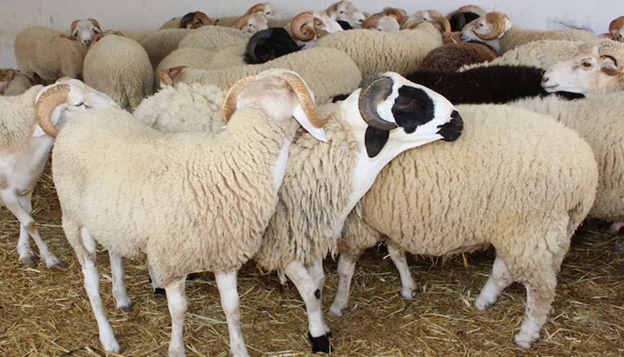 سوسة: نقطة بيع أضاحي العيد من المنتج إلى المستهلك 
