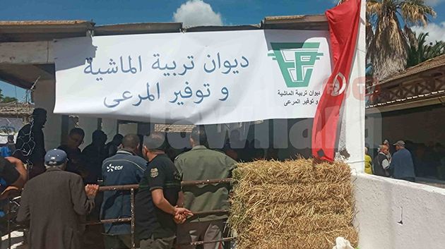 ديوان تربية الماشية: 'لا مكان للڤشارة في نقاط بيع الأضاحي بالميزان' (فيديو)