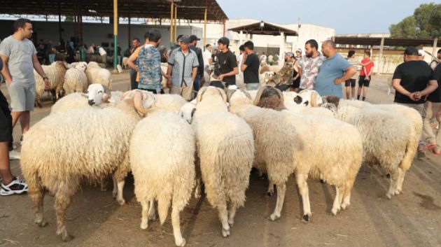 رئيس اتحاد الفلاحة ببوعرقوب : هذا السبب الرئيسي لارتفاع أسعار الأضاحي