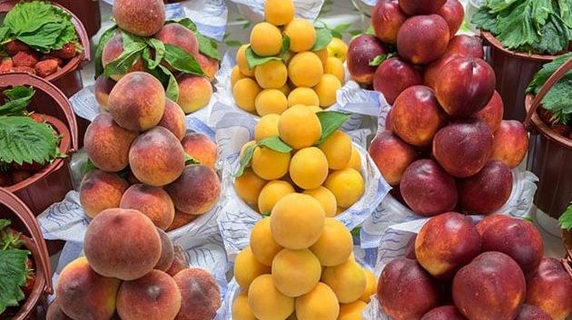 توقعات بارتفاع إنتاج الغلال الصيفية ذات النوى بـ 4.6%