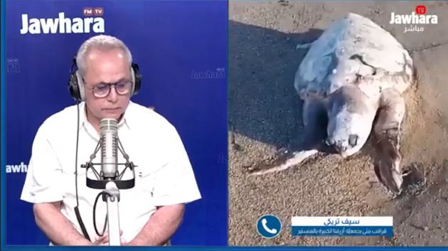 تنامي ظاهرة نفوق السلاحف البحرية على الشواطئ التونسية: الأسباب