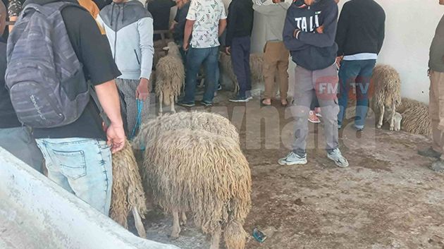 بعد 5 أيام من انطلاق نشاطها: غلق نقطة بيع الأضاحي بالسعيدة