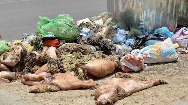 ديوان التطهير يدعو إلى عدم إلقاء فضلات الأضاحي في شبكة الصرف الصحي