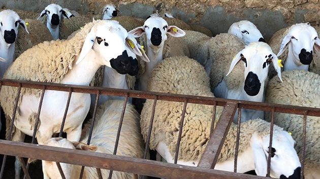 النائب خالد حكيم مبروكي يوضح حقيقة 'الهبة الإيطالية بمليون نعجة' (فيديو)