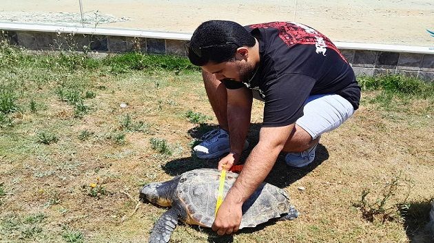 المنستير: إنقاذ سلحفاة بحرية علقت في شباك صيد