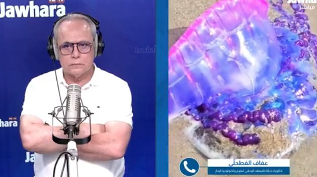 معهد علوم البحار يطمئن: 'رجل الحرب البرتغالي كائن غير قاتل وظهوره عابر'