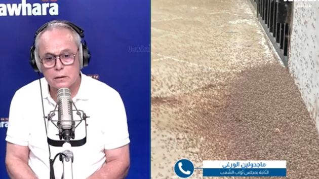 النائب ماجدولين الورغي: 'المياه الرّاكدة والفضلات سبب انتشار البعوض ببنزرت'
