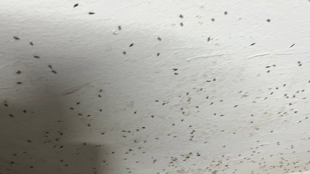 إدارة الصحة ببنزرت: الحشرة المنتشرة حاليا غير ناقلة للأمراض ولا تمثل أي خطورة