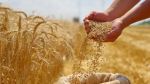 بن عروس.. افتتاح موسم الحصاد غدا