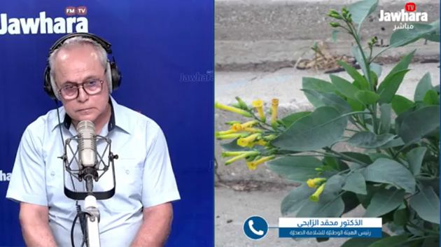 د.محمّد الرّابحي: 'المادّة السّامة في نبتة نيكوتيانا غلوكا لا تموت أثناء الطهي'